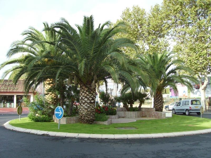 Taille de palmiers - Serpe.jpg